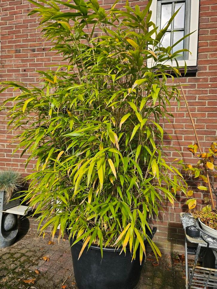 Pseudosasa japonica - Japanse Pijlbamboe, Tuin en Terras, Planten | Tuinplanten, Vaste plant, Siergrassen, Halfschaduw, Bloeit niet