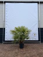 Chamaerops Humilis Palmboom 60/80cm, Tuin en Terras, Planten | Tuinplanten, Volle zon, Vaste plant, Bloeit niet, Ophalen