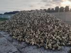 Voederbieten Feedbeet KWS, Ophalen, Vee