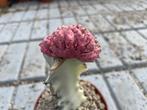 Cactus Euphorbia Abdelkuri cv. Damask Cristaat potmaat 12 cm, Ophalen of Verzenden, Minder dan 100 cm, Bloeiende kamerplant, Volle zon