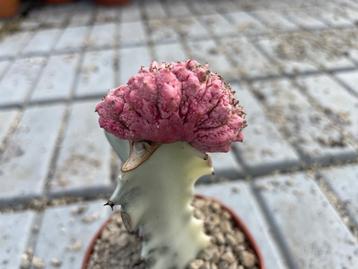 Cactus Euphorbia Abdelkuri cv. Damask Cristaat potmaat 12 cm beschikbaar voor biedingen