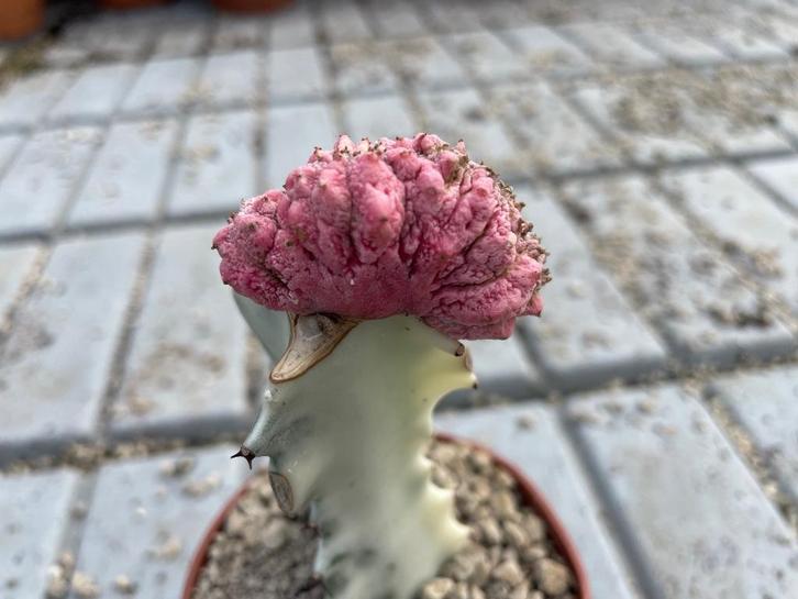 Cactus Euphorbia Abdelkuri cv. Damask Cristaat potmaat 12 cm, Huis en Inrichting, Kamerplanten, Cactus, Minder dan 100 cm, Bloeiende kamerplant