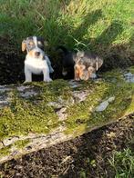 Jack Russell pups te koop, bont en black en tan, Dieren en Toebehoren, Honden | Jack Russells en Terriërs, Jack Russell Terriër