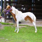 AMHA / NMPRS minipaardjes, Dieren en Toebehoren, Merrie, Recreatiepony, Gechipt, 0 tot 2 jaar
