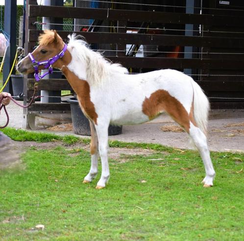 AMHA / NMPRS minipaardjes, Dieren en Toebehoren, Pony's, Merrie, Recreatiepony, 0 tot 2 jaar, Met stamboom, Gechipt, Ontwormd
