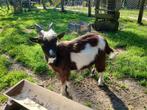 Te koop mooi landgeitbokje, Dieren en Toebehoren, Mannelijk, Geit, 0 tot 2 jaar