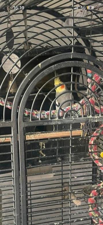 Vogels beschikbaar voor biedingen