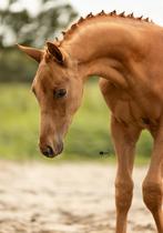 Opvallend hengstveulen van Pjethro!, Dieren en Toebehoren, Paarden, Minder dan 160 cm, Niet van toepassing, Dressuurpaard, 0 tot 2 jaar