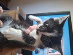 Per direct!!Gouden huisjes gezocht, Dieren en Toebehoren, Katten en Kittens | Overige Katten, Meerdere dieren, Kortharig, 0 tot 2 jaar