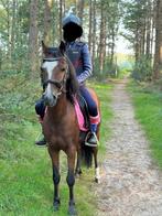 Lieve pony ruin welsh, Dieren en Toebehoren, Pony's, Ruin, Zadelmak, 7 tot 10 jaar, Recreatiepony