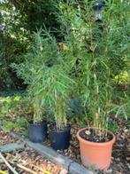 Bamboe Fargesia Campbell, Tuin en Terras, Planten | Struiken en Hagen, Ophalen, Bamboe, Struik, 100 tot 250 cm