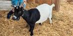 Mooie tamme drachtige dwerggeit., Dieren en Toebehoren, Schapen, Geiten en Varkens, Vrouwelijk, Geit