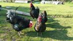 Jersey Giant BROEDEIEREN, Dieren en Toebehoren, Pluimvee, Geslacht onbekend, Kip