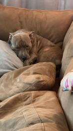 amerikaanse stafford kruising pitbull, Dieren en Toebehoren, Rabiës (hondsdolheid), Reu, Eén hond, Nederland