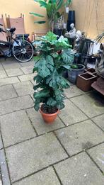 Kunstplant 117 cm hoog, Ophalen