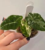 Alocasia frydek variegata(meerdere beschikbaar), Ophalen of Verzenden, Overige soorten, Minder dan 100 cm