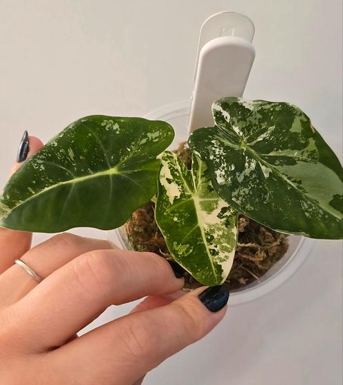 Alocasia frydek variegata(meerdere beschikbaar), Huis en Inrichting, Kamerplanten, Overige soorten, Minder dan 100 cm, Ophalen of Verzenden