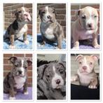 American bully pups, CDV (hondenziekte), Particulier, Meerdere, 8 tot 15 weken