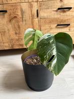 Monstera deliciosa, Ophalen, Overige soorten, Minder dan 100 cm