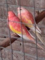 Koppel  bourks rubino, Meerdere dieren, Parkiet, Geringd