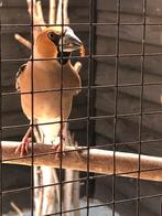 Appelvink, Dieren en Toebehoren, Meerdere dieren, Geringd