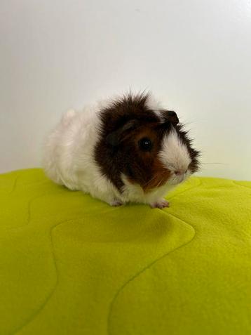 Cavia zeugje ter adoptie beschikbaar voor biedingen