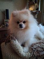 Ervaren Dekreu Pomeriaan NIET TE KOOP!, Keeshond, Rabiës (hondsdolheid), Reu, 1 tot 2 jaar