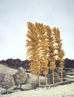 Sees Vlag.1934-2018.Geuldal., Ophalen