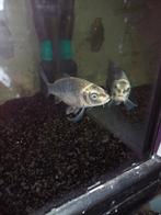 jonge koi kapers Japanse en normaale, Dieren en Toebehoren, Vissen | Vijvervissen, Karper of Koi