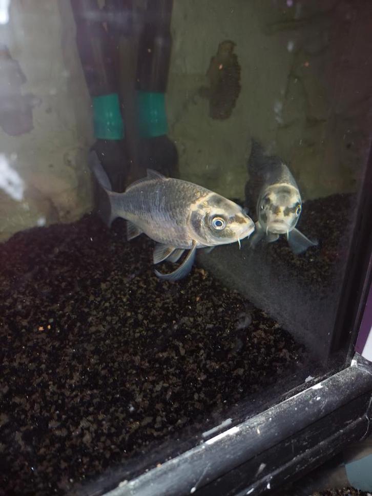 jonge kois geen thuincentrum vissen, Dieren en Toebehoren, Vissen | Vijvervissen, Karper of Koi