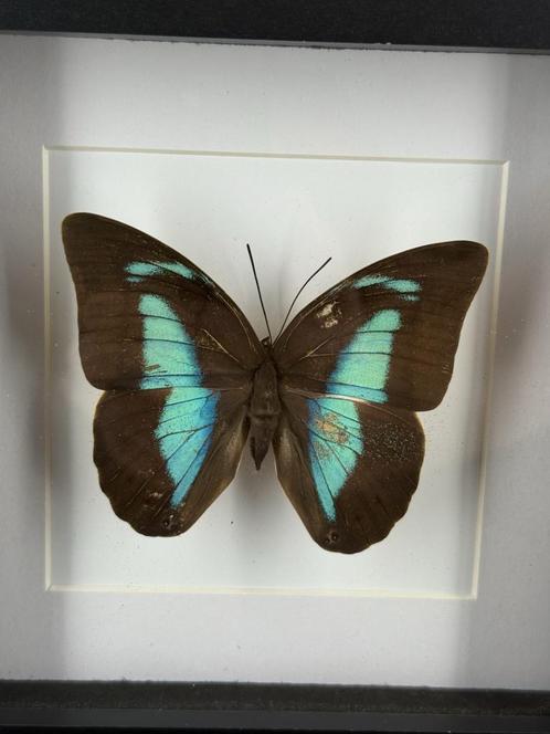 Morpho vlinder in lijst - Wildernis Atelier, Verzamelen, Dierenverzamelingen