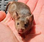 Wildkleur muizen, Dieren en Toebehoren, Knaagdieren, Januari, Meerdere dieren, Muis