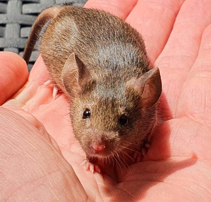 Wildkleur muizen, Dieren en Toebehoren, Knaagdieren, Meerdere dieren, Muis, Januari