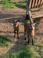 2 Kameroen rammen te koop, Dieren en Toebehoren, Schapen, Geiten en Varkens, Mannelijk, Schaap, 0 tot 2 jaar