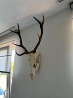 Herten Gewei met Schedel - Antiek Decoratie, Antiek en Kunst, Ophalen of Verzenden