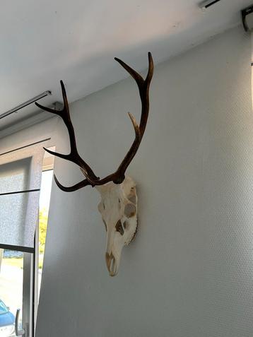 Herten Gewei met Schedel - Antiek Decoratie beschikbaar voor biedingen