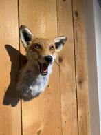 Opgezette Vossenkop - Mooie Decoratie, Ophalen of Verzenden