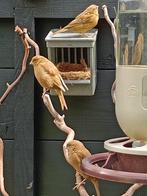 Phaeo-split kanaries, Dieren en Toebehoren, Vogels | Kanaries, Geslacht onbekend, Kleurkanarie