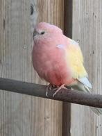 Verschillende bourks parkieten, Meerdere dieren, Parkiet