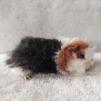 Super lieve jonge cavia zeugjes te koop, Dieren en Toebehoren, Knaagdieren, Oktober, Vrouwelijk, Cavia