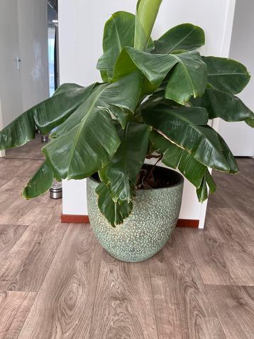 Bananenplant in sierpot Musa Dwarf Cavendish beschikbaar voor biedingen