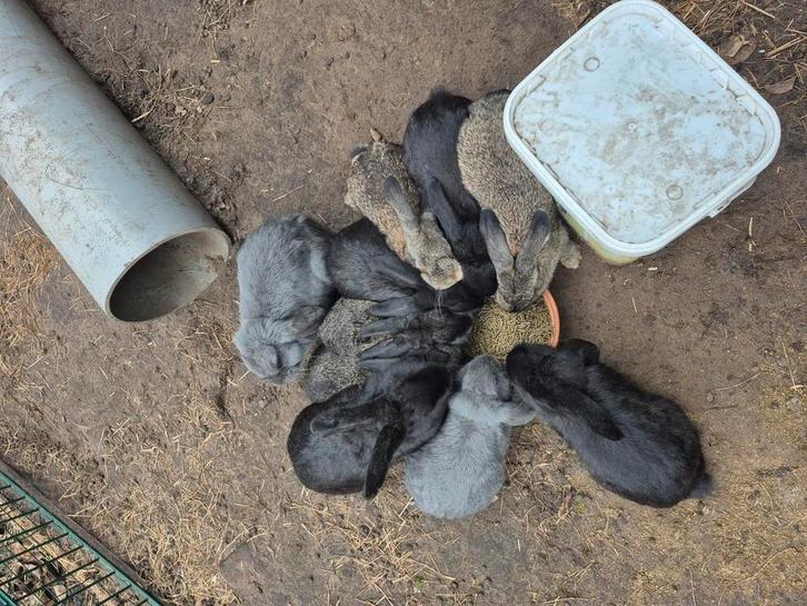 Konijnen, Dieren en Toebehoren, Pluimvee, Kip, Meerdere dieren