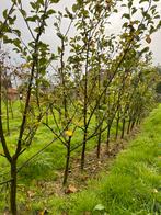 Malus dom. ‘Fuji’ (handappel), Tuin en Terras, Ophalen, Overige soorten, Lente