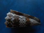 Schelpen: Conus imperialis L. f++/f+++ 83mm, Verzenden, Schelp(en)