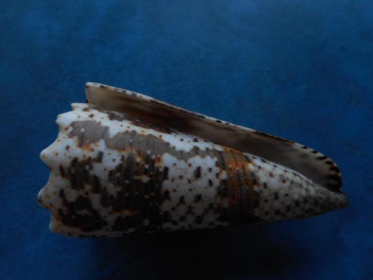 Schelpen: Conus imperialis L. f++/f+++ 83mm, Verzamelen, Mineralen en Fossielen, Schelp(en), Verzenden