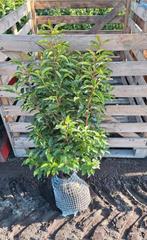 Portugese laurier prunus lusitanica angustifolia. Veel maten, Tuin en Terras, Planten | Struiken en Hagen, Ophalen of Verzenden