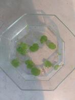 Braziliaanse klimop aqariumplant, Ophalen, Zo goed als nieuw, Plant(en), Steen of Hout