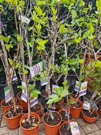 Vijgbomen dunne/dikke stam, diverse hoogtes, Overige soorten, Volle zon, Vaste plant, Ophalen of Verzenden