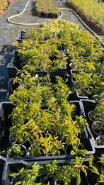 Portugese laurier, Tuin en Terras, Planten | Struiken en Hagen, Ophalen of Verzenden, Laurier, Minder dan 100 cm