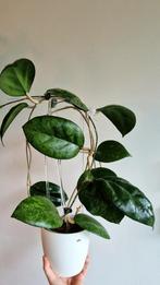 Hoya Vitellina Splash motherplant, Huis en Inrichting, Kamerplanten, Ophalen of Verzenden, Overige soorten, Minder dan 100 cm